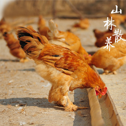 中華宮廷黃雞 中華宮廷黃雞